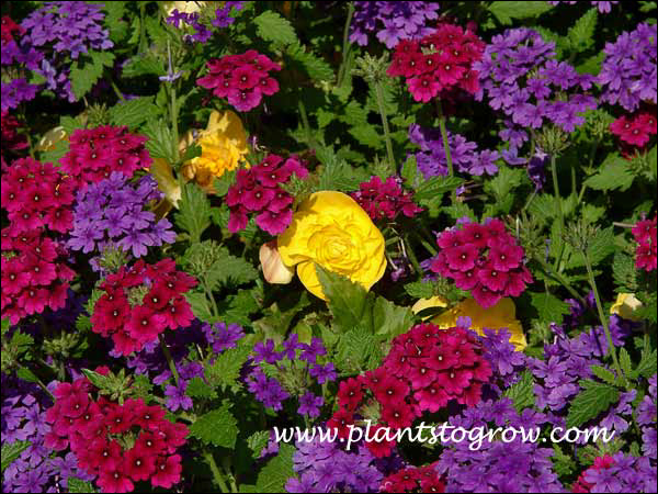 Non Stop Begonia Yellow