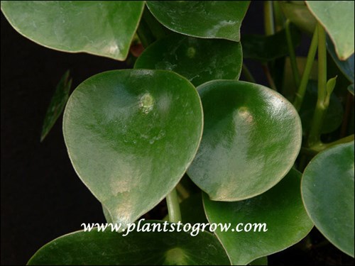 The younger leaves are rounded, shiny and produce a bull's eye affect at the junction of the petiole and the blase. As the leaves mature they become pointed.