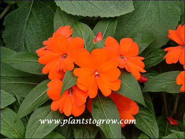 Impatiens Fisnics Orange