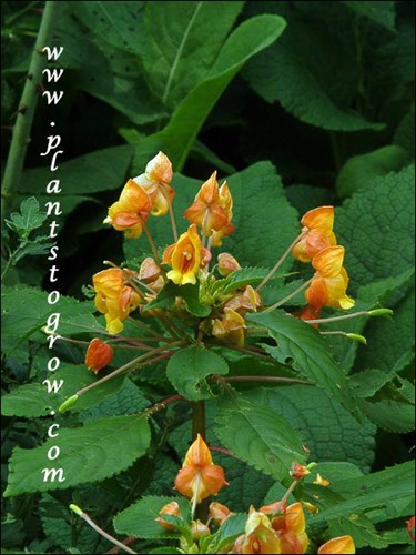 Impatiens Jungle Gold