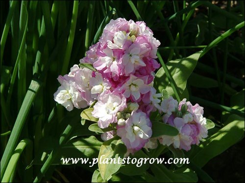 Stock Apple Blossum