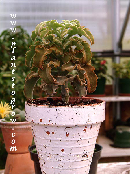 The plant is growing out of the the bronze-brown color, probably because of less light intensity.