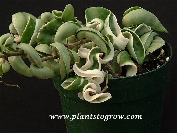 An additional feature of this cultivar is the variegation in the contorted leaves.  Some leaves seam to be almost totally white.