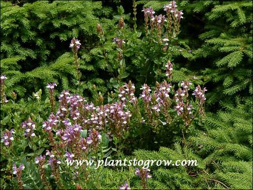 Flowers pushing up through the branches of a Birds Nest Spruce.