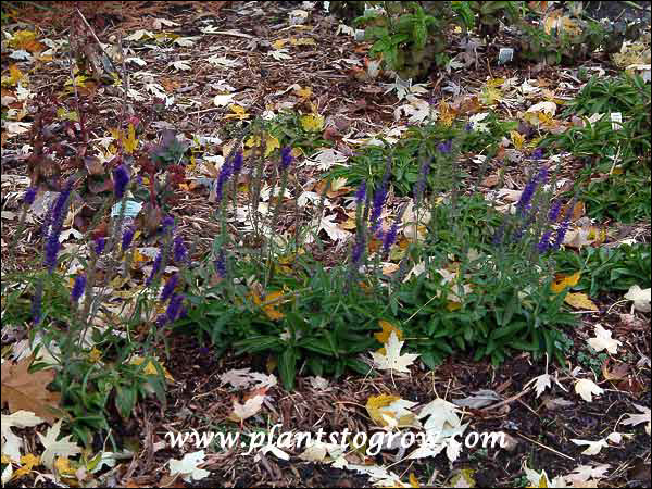 A newly planted garden. (Early October)