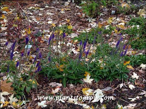 A newly planted garden. (Early October)