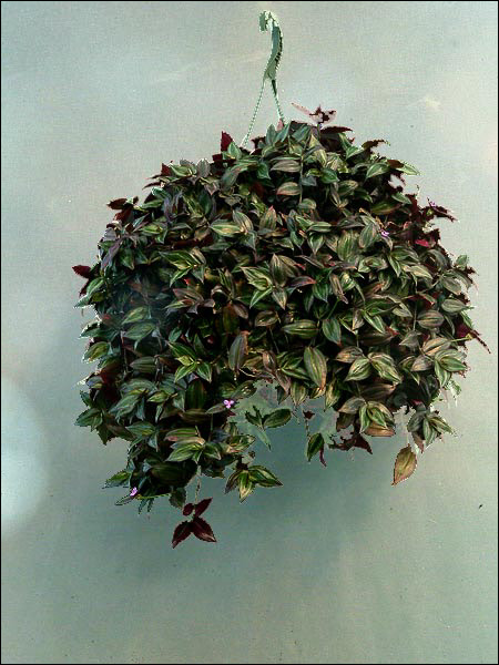 This plant is in a ten inch hanging basket.