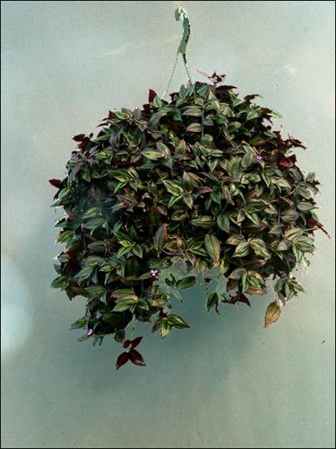 This plant is in a ten inch hanging basket.