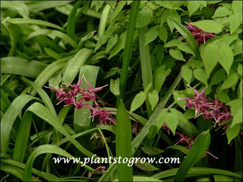 the spider-like flowers