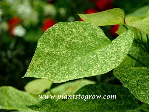 Speckled leaf Catalpa (Catalpa speciosa pulverulenta)