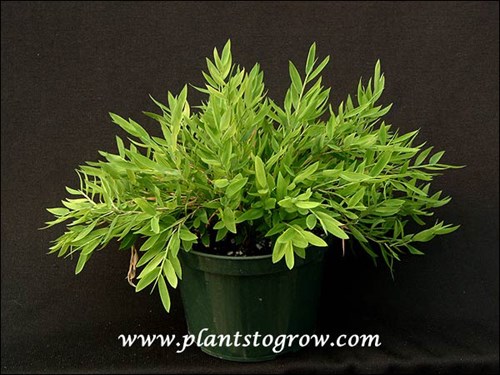 Plant is in a 6 inch pot.