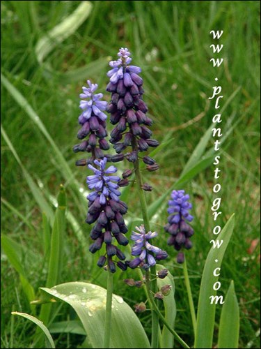 The two tone effect of the lower fertile flowers and the upper infertile flowers.