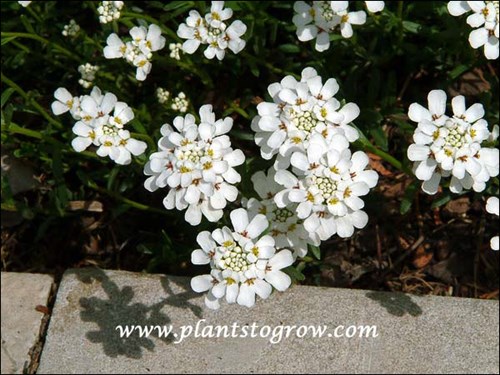 The flowers of Ibeis are very bright