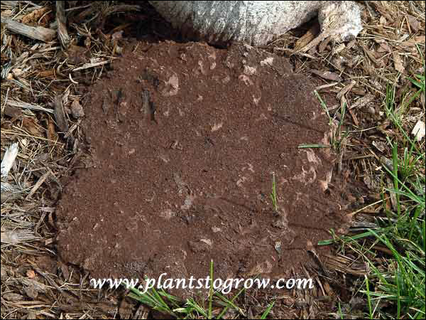This Slime Mold is in it's fruiting stage.  The brown material is millions of spores.