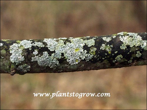 Foliose Lichen
This dead branch is encrusted with a few different colorful species of Lichen.