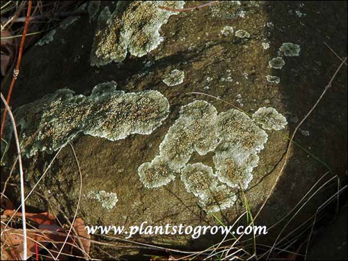 Crustose Lichen
Lichen scratching out an existence on some barren rock.
