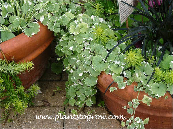 Variegated Ground Ivy | Plants To Grow Plants Database by Paul S. Drobot