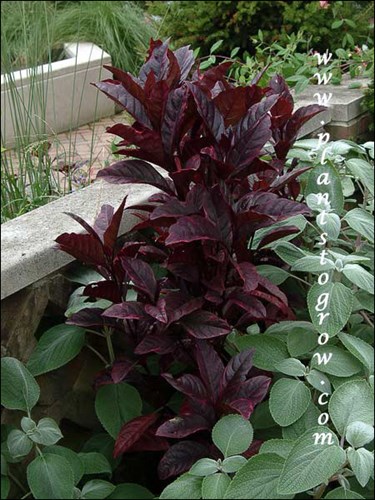 The dark foliage contrasts with the silver foliage of Silver Shield Plectranthus.