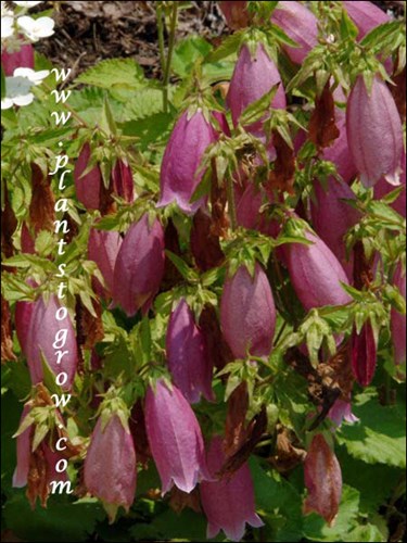 The pendant campanulate flowers