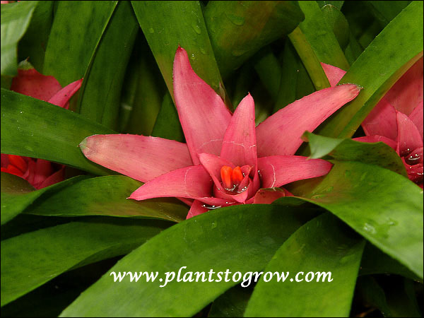 | Plants To Grow Plants Database by Paul S. Drobot