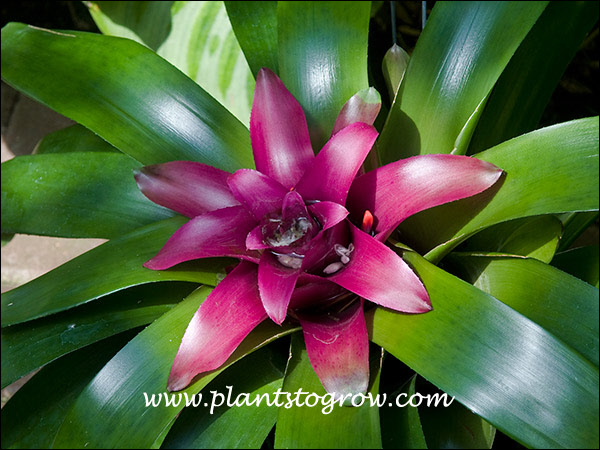 | Plants To Grow Plants Database by Paul S. Drobot