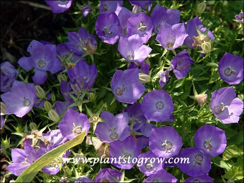 Campanula Belissiom Blue