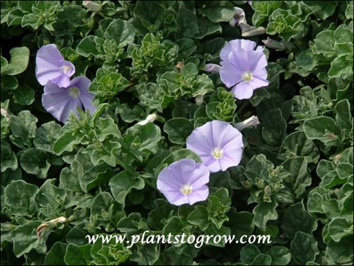 (early September)