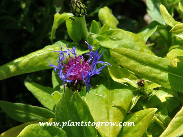 The blue flowers pop out when displayed against the yellow foliage.