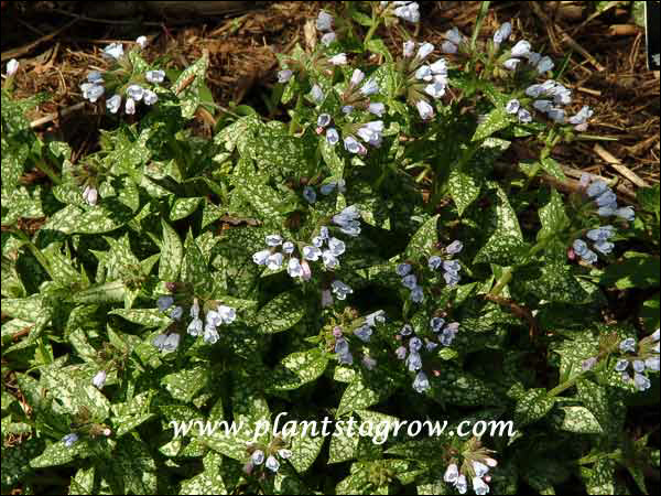 Pulmonaria British Sterling
leaves have green margins with silvery centers
flowers have magenta buds opening blue