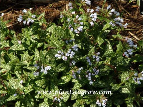 Pulmonaria British Sterling
leaves have green margins with silvery centers
flowers have magenta buds opening blue
