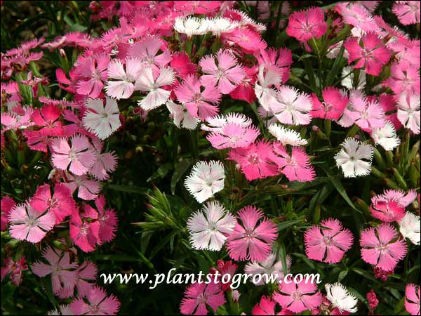 Dianthus Bouquet Rose Magic
