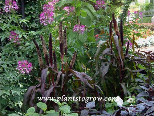 A nice combination of a rose to pink colored Cleome and Pennisetum Jester.
