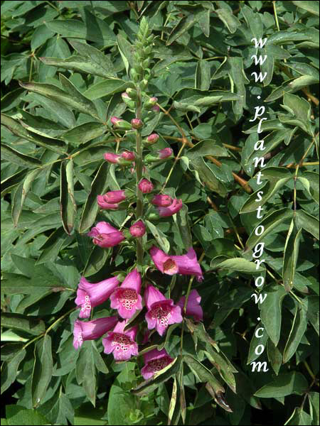 Foxglove Camelot Rose