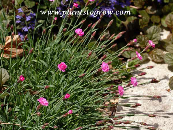 The double rose pink flowers on wiry stems.  This was early in Tiny Rubies blooming period. (May 19)