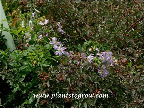 A Clematis growing in a Red Leaf Rose.