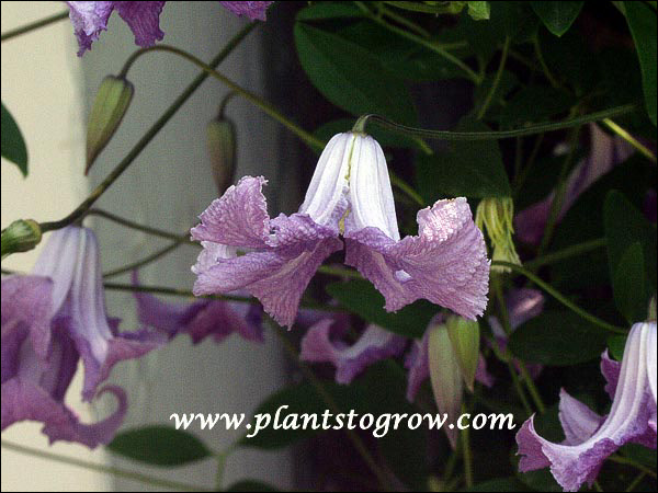 Clematis Betty Corning
hardy, vigorous, deciduous climber, 8-10 feet,  nodding 2-3 inch bell shaped pink blue fragrant, early summer to early autumn, zone 4-9, pruning group #3
(Found growing in a garden at Albany New York by Betty Corning, 1932)