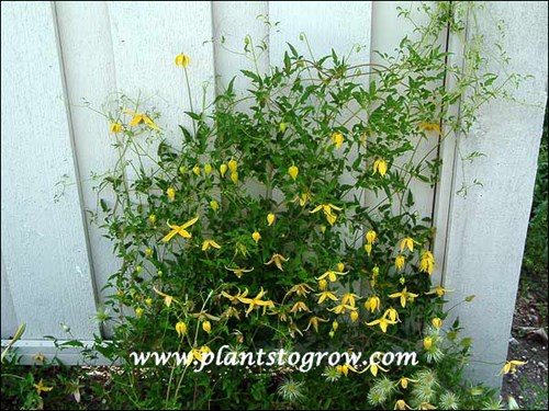 Clematis Radar Love