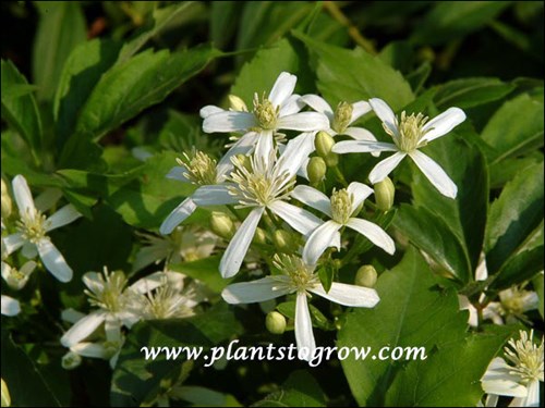 Sweet Autumn Clematis (C. terniflora)
vigorous deciduous, sometimes semi evergreen vine, 30 feet, clusters of white star like, hawthorn scented, late summer to early autumn, pruning group #, grows best in full sun warm site well drained, zone 5-9