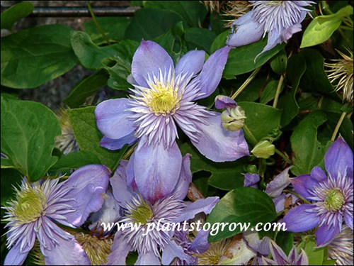 Clematis Blue Light
non-supporting vine, 6-8 feet, large double light blue flowers, average to moist well drained soil, sun to partial sun