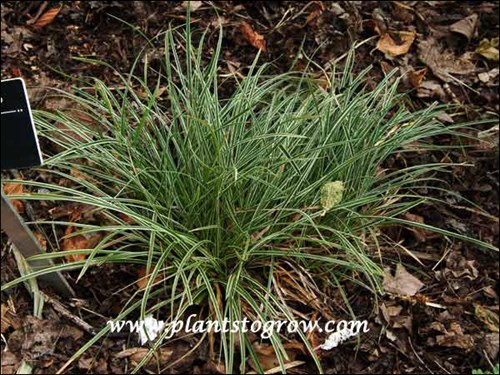 A small tufted plant for a moist shaded site.