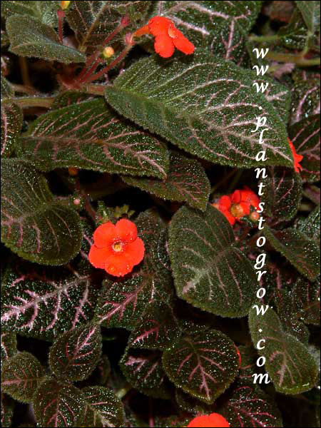 Episcia Kee Wee