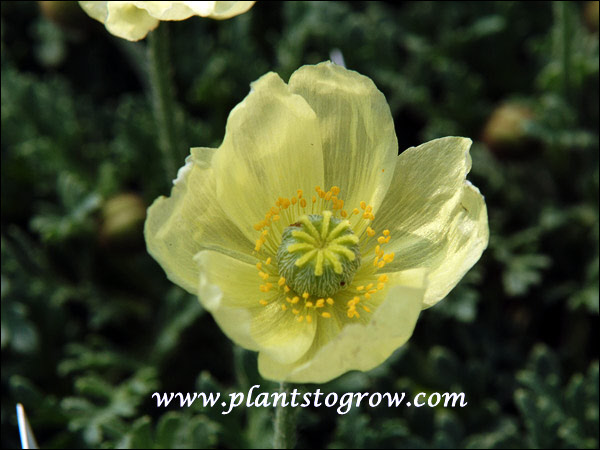 Iceland Poppy Pacino