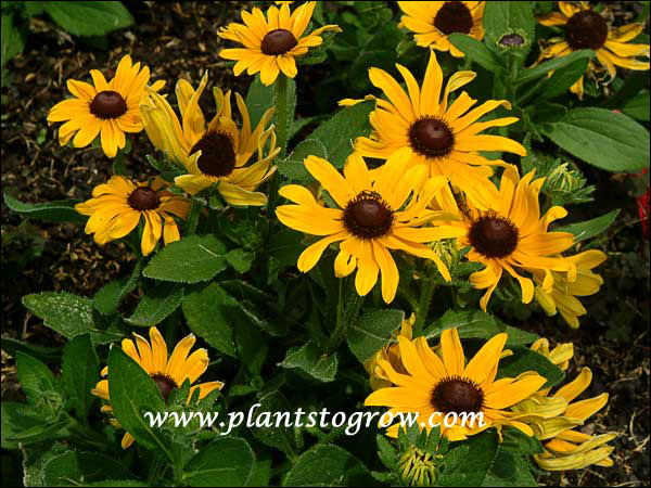 Rudbeckia Corona