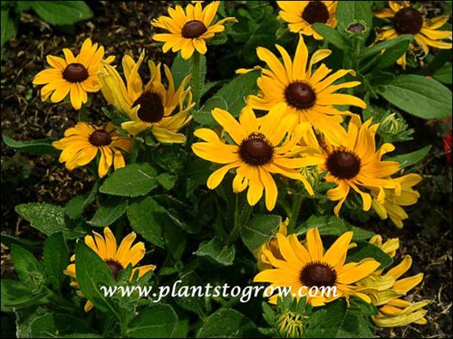 Rudbeckia Corona