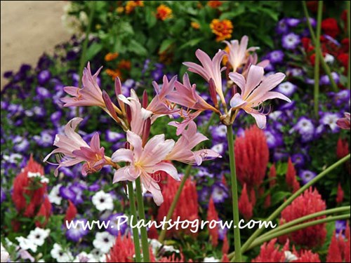 (mid August)