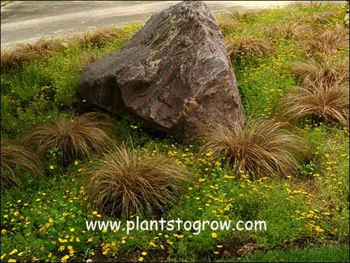 Leather Leaf Sedge