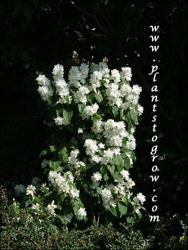 Dwarf Minnesota Snowflake Mock Orange (Philadelphus x virginalis)(June 9)