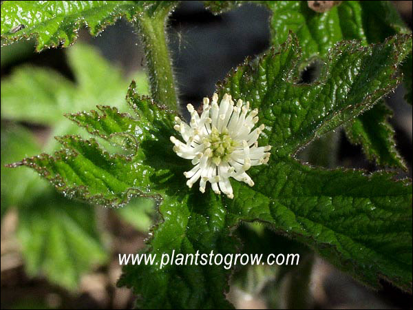 The small white flower with the outer ring of stamens and inner cluster of pistils. (may 7)