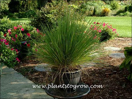The first year I grew Melinis Savannah the plants in containers produced few if any flowers but the plants in the gardens did bloom.