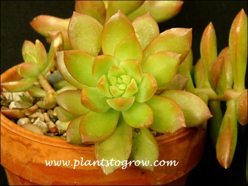 This plant was grown in full sun outdoors.  It demonstrates the proper color and form.